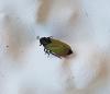 Tettigometra laeta